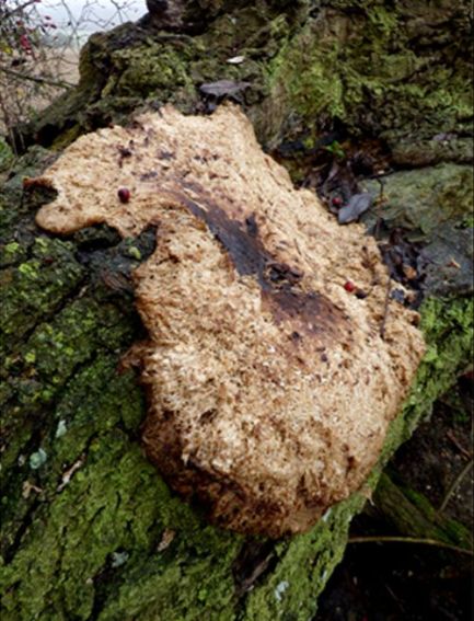 A senescent bracket that has become sodden on an ash stem in Bedford, Bedfordshire